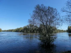 Водные укрытия: Открывая тайны шанговых экосистем рек Джорджии